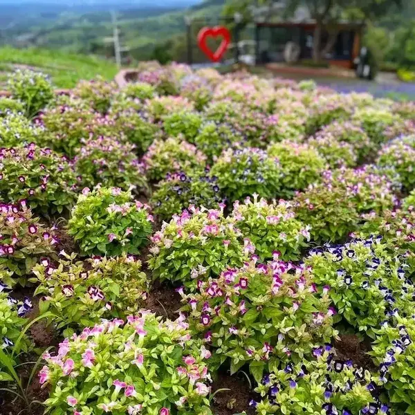 Пёстрые грядки и красное сердце вдали