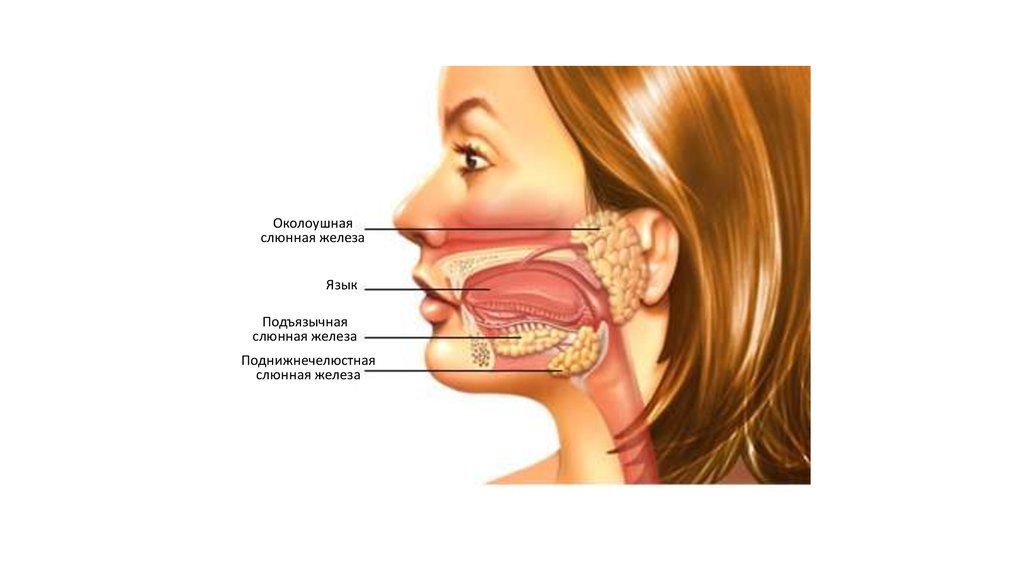 Слюнные железы где находятся у человека схема расположения женщин фото