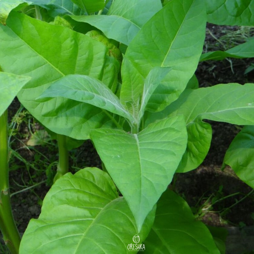 Seeds of Tobacco Burley TH-90 (Nicotiana tabacum) — 300 pcs