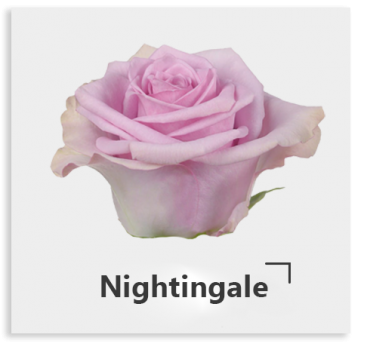 Нежный лавандовый цвет сорта Nightingale