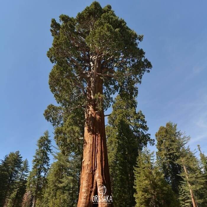 Sequoia sempervirens Coast Redwood seeds 20 PCS