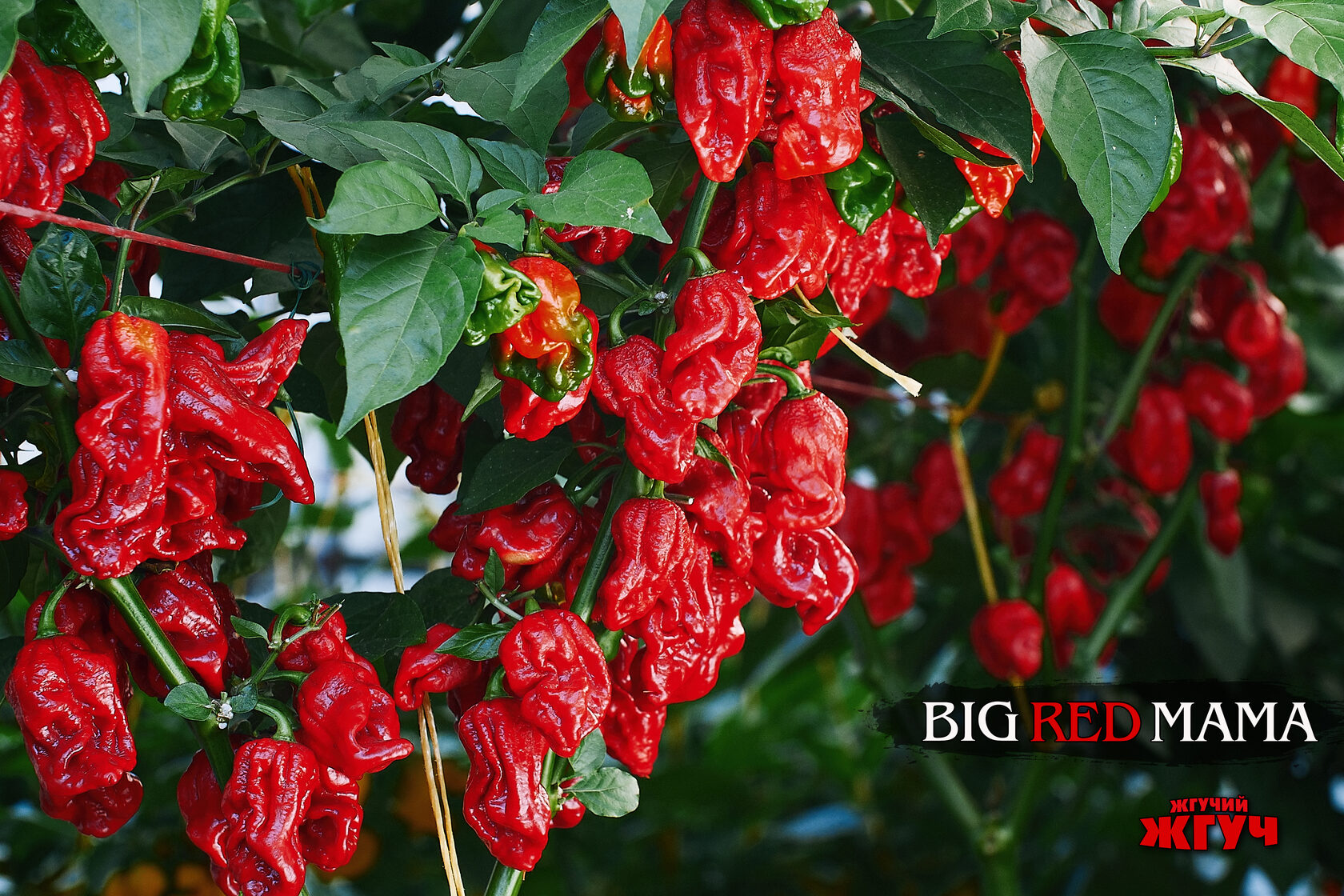 Жгучий Жгуч | Острые соусы и семена