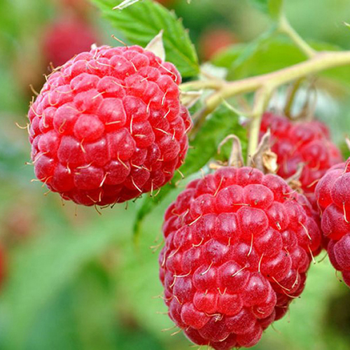 малина красная королева