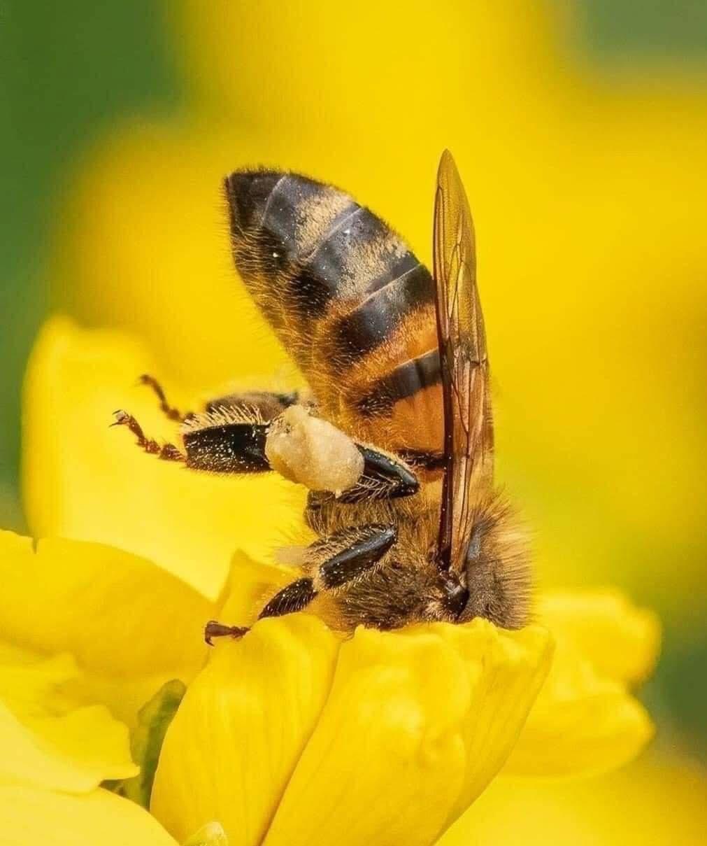 козярский, мгу, ботанический сад, апипульс, медовые выходные