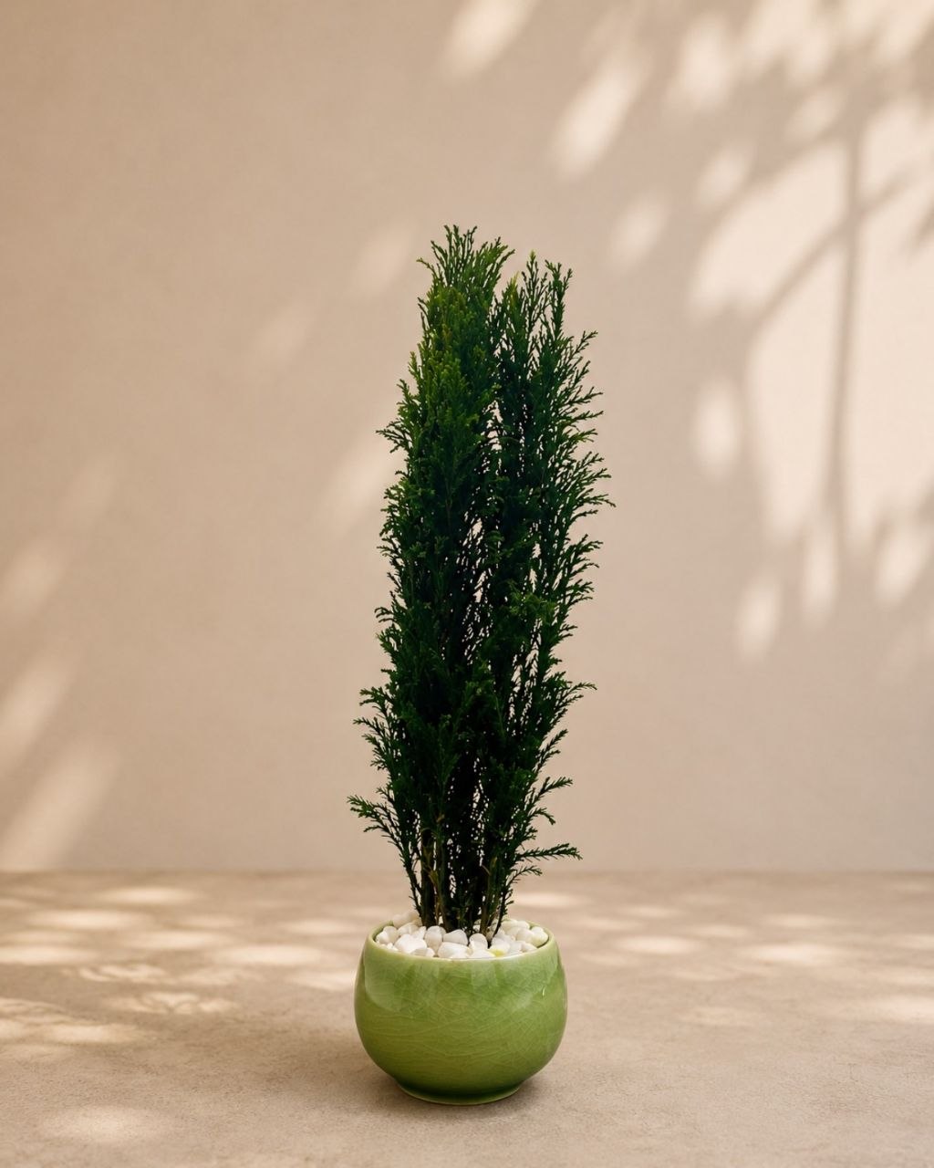 Chamaecyparis sp.
