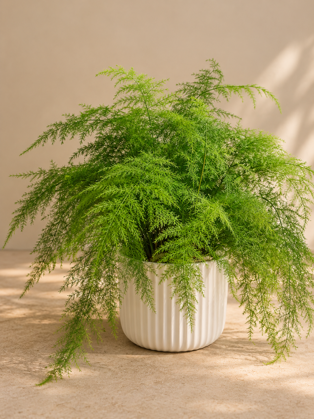 Asparagus Plumosus