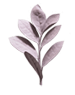 Доставка цветов Полтава