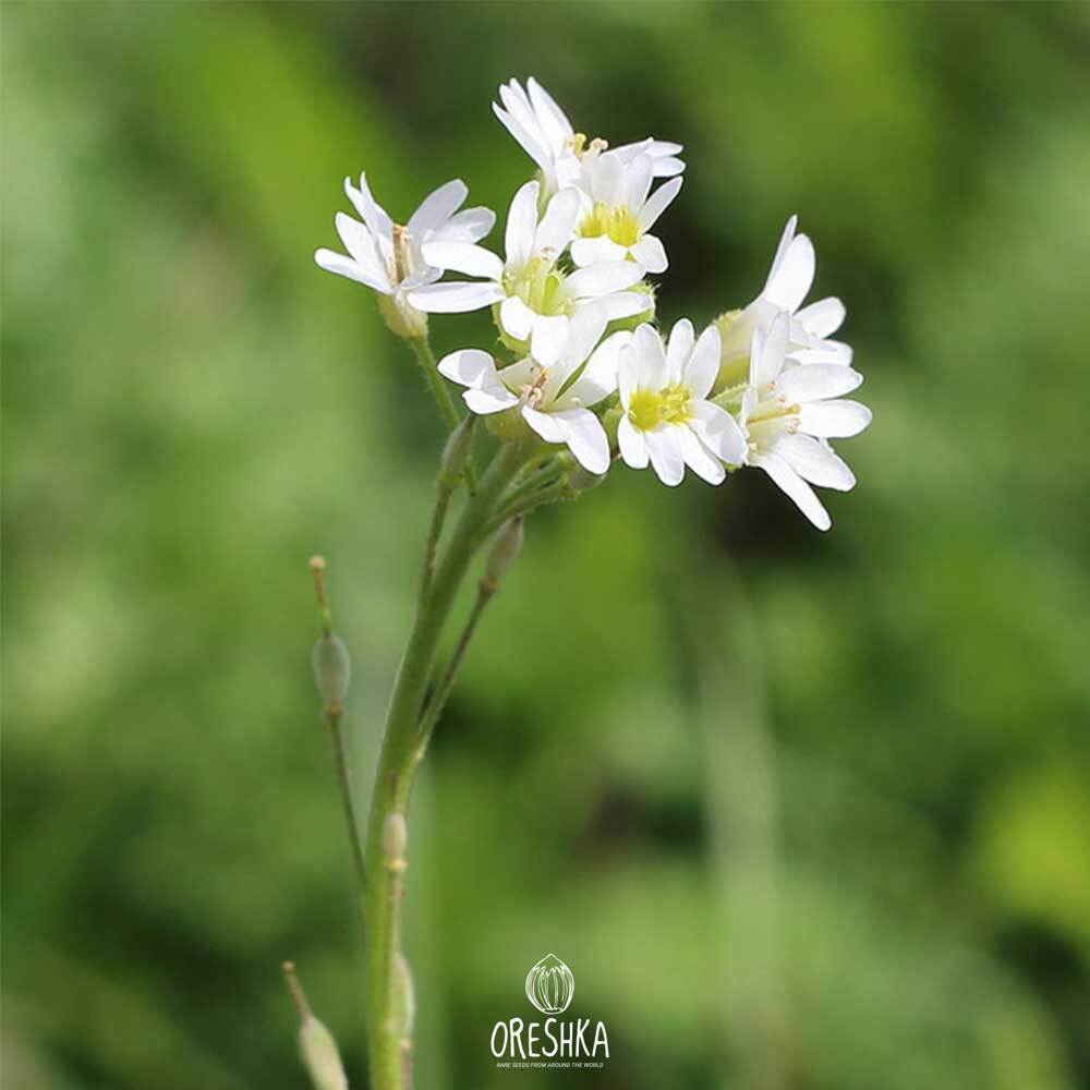 Seeds of false madworts (Berteroa incana)