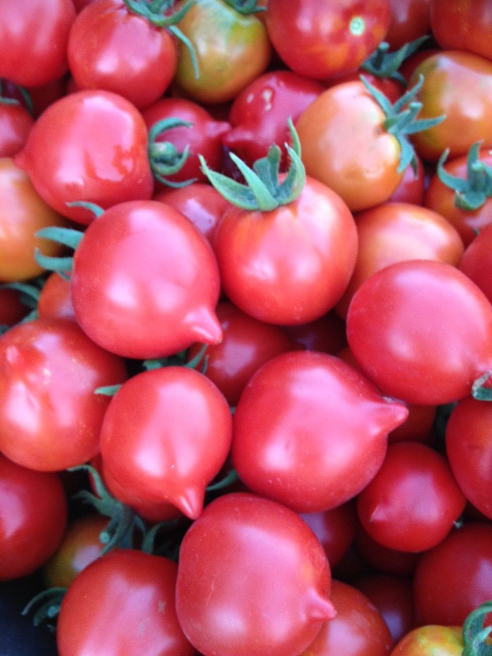 помидоры павлинье перо описание сорта
