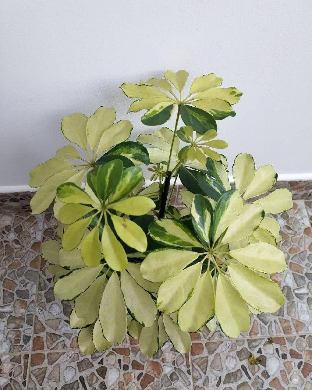 Green indoor plant in pot