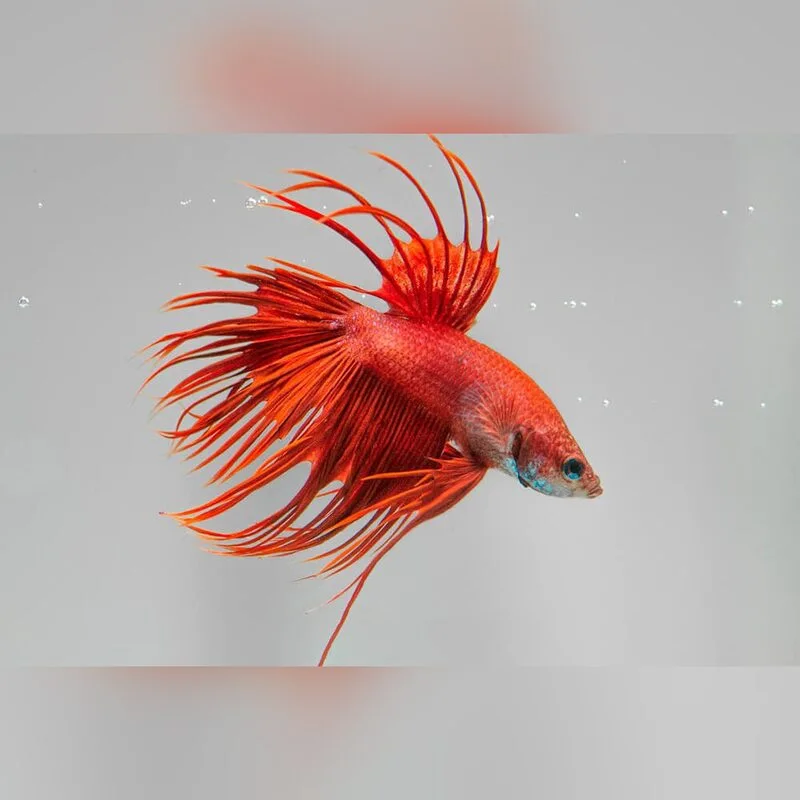 Betta splendens colorful tropical fish pictures in 2023 Aquarium fish, Betta fis