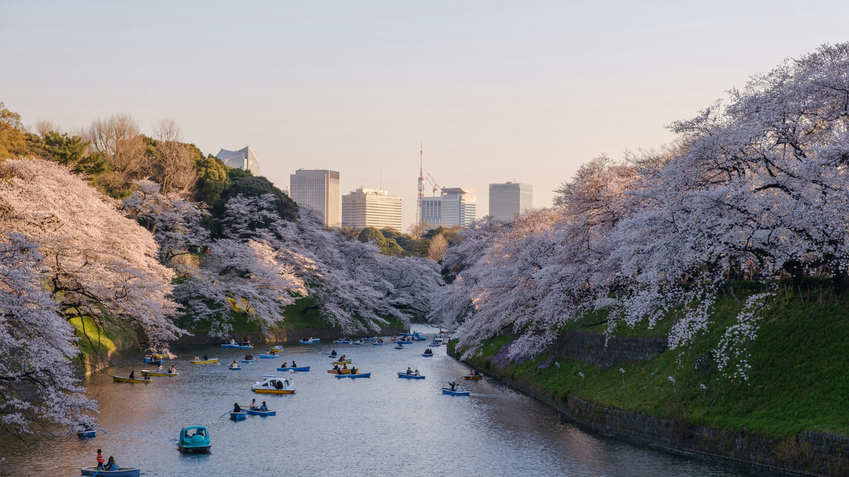 Цветущие сакуры. Токио. Япония