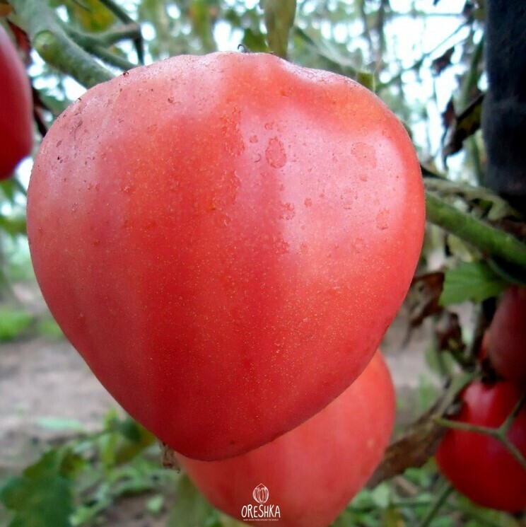 Seeds of Tomato Bull's Heart pink (solanum lycopersicum) — 10 pcs