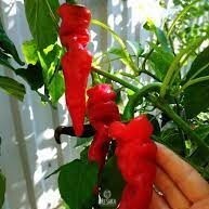 Seeds of Hot pepper Shriveled gut (Capsicum) — 5 pcs