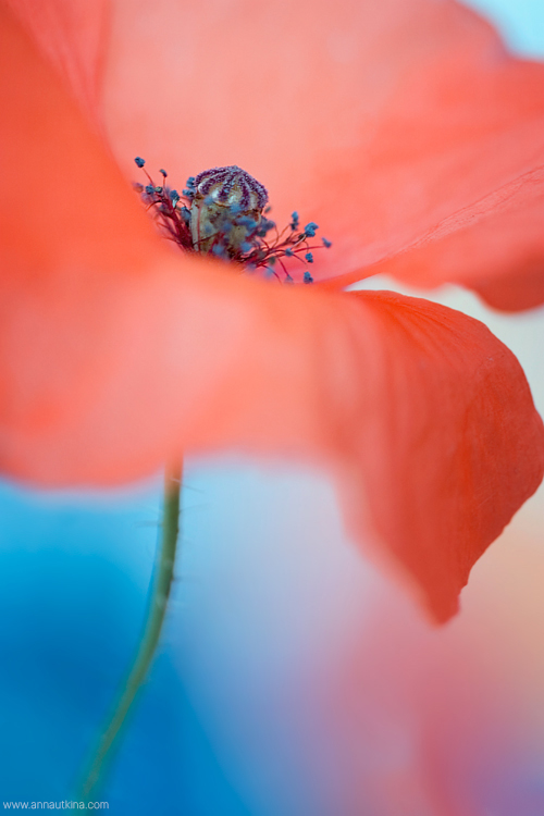 macro, macro flower, macro art, anna utkina, photography, macrophotograpy, floral art, макро, макрофотография, анна уткина