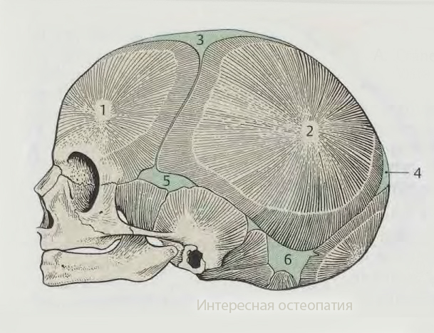 центр оссификации лобной кости; 2 — центр оссификации теменной кости; 3 — передний родничок; 4 — затылочный (малый, задний) родничок, fonticulus posterior; 5 — клиновидный родничок или переднелатеральный родничок, fonticulus sphenoidalis; 6 — сосцевидный родничок fonticulus mastoideus.