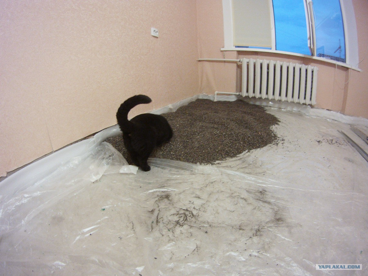 Кот ремонт. Смешные полы. Наливной пол в хрущевке. Кошачьи следы на бетоне. Кот в бетоне.