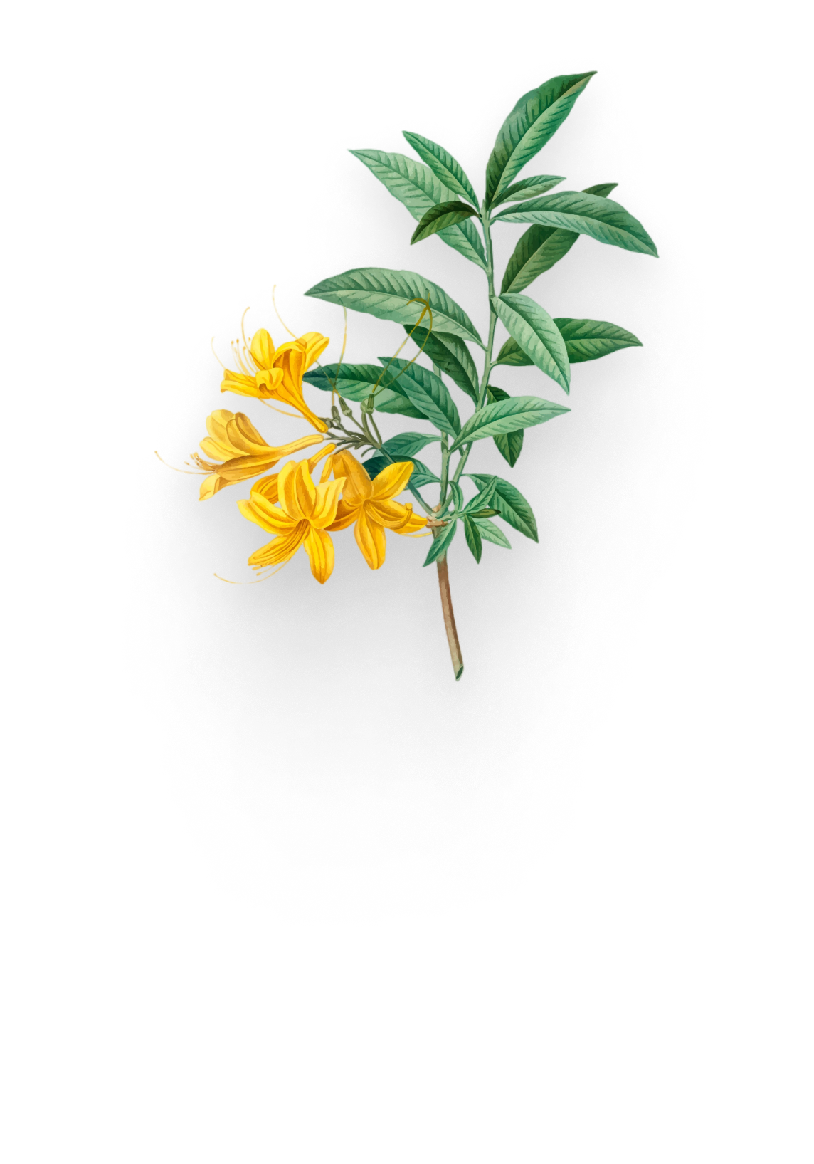 Траволечение, использование лекарственных трав в лечении недугов