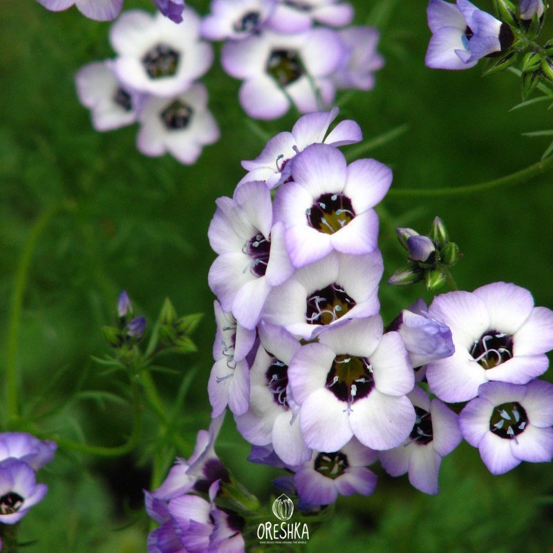 Seeds of blue-thimble-flower (bluehead gilia) (Gilia capitata) — 30 pcs