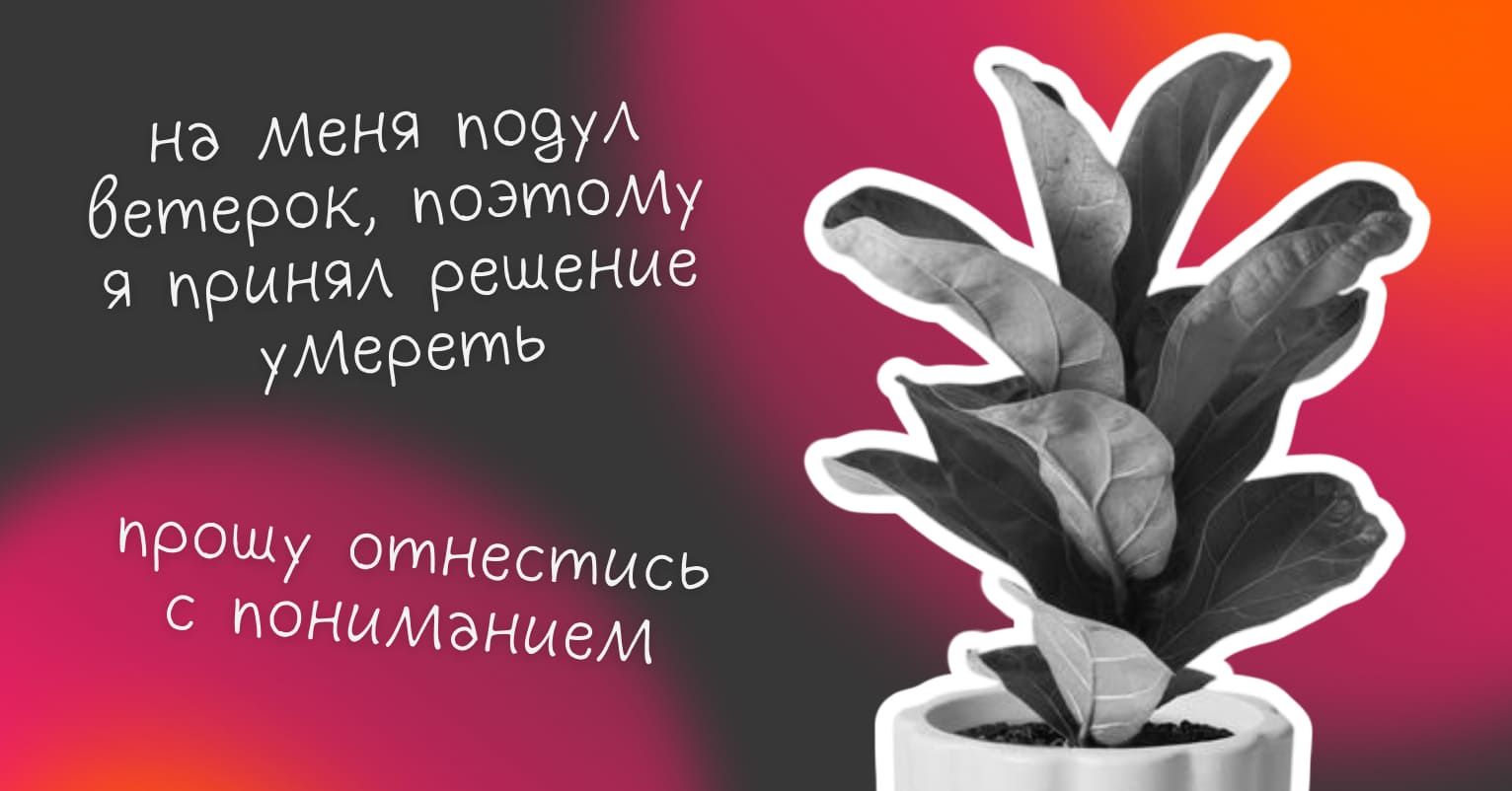 Как ухаживать за растениями после переезда - Достависта Блог