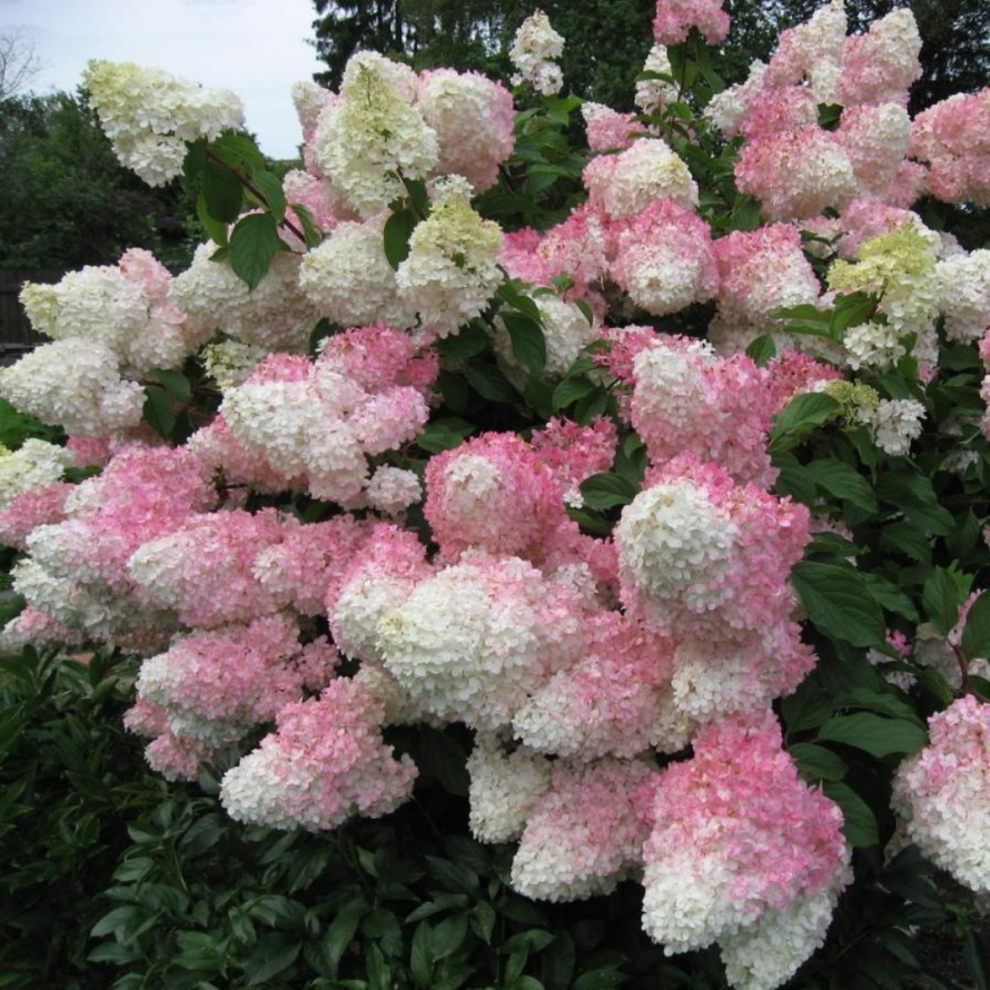 гортензия ванилла фрайз