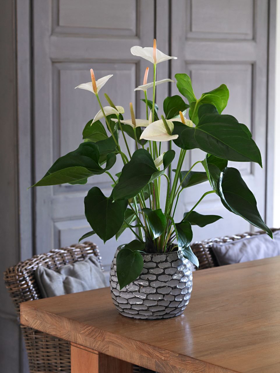 Potted plant on wooden shelf