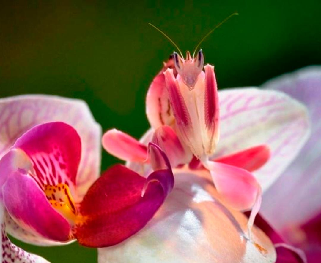 Орхидейный
