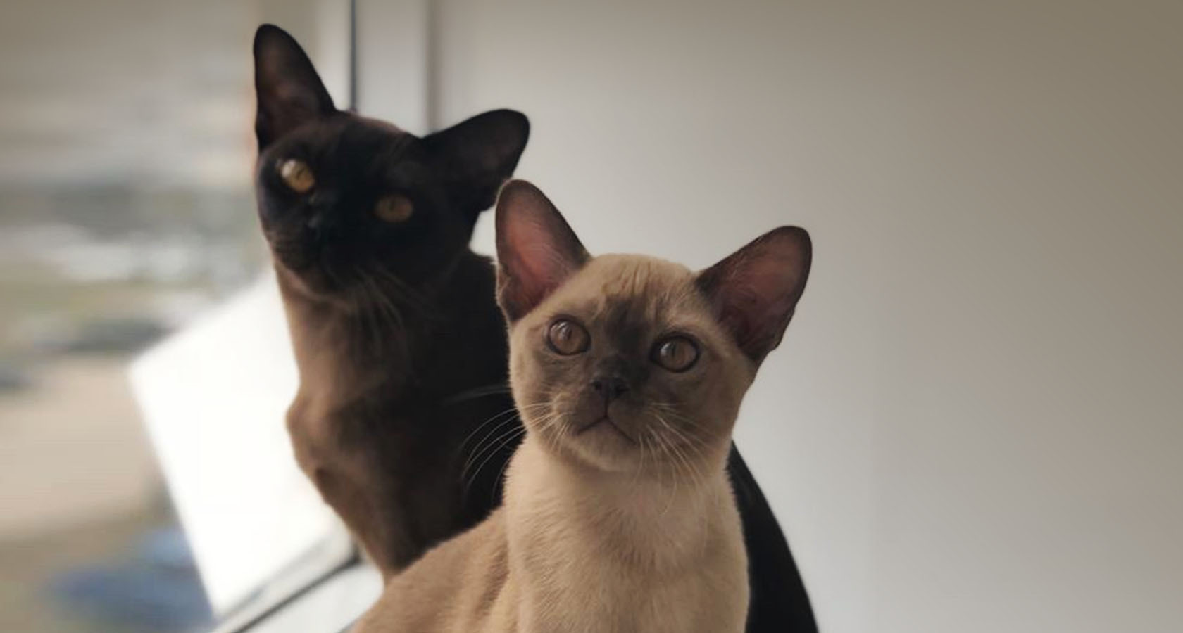 chocolate tortie burmese