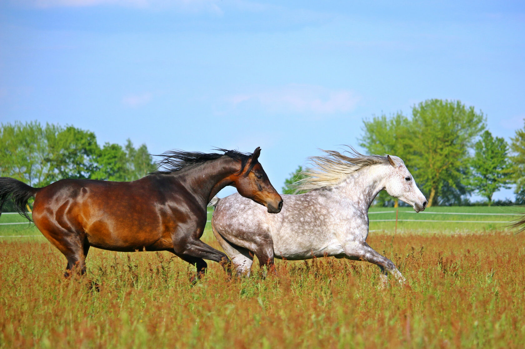 Пара бегущих лошадей