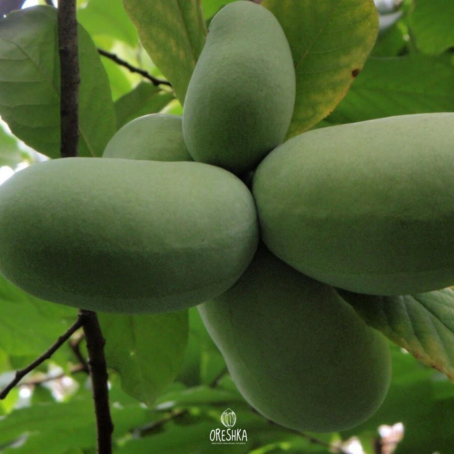 Exotic Fruit Seeds — Oreshka Seeds