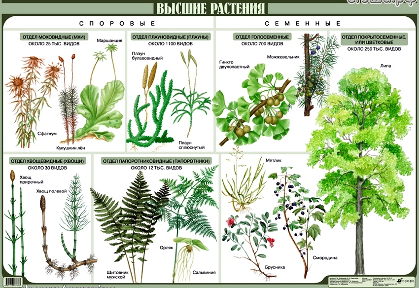 Представленное на рисунке растение представитель систематической группы