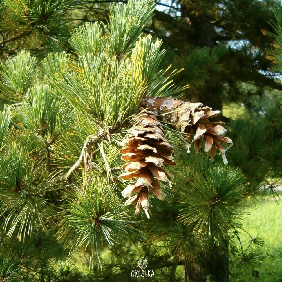 Pinus peuce cones cylindrical 8-10cm close up