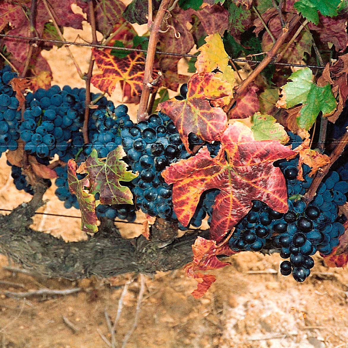 Виноградники в октябре