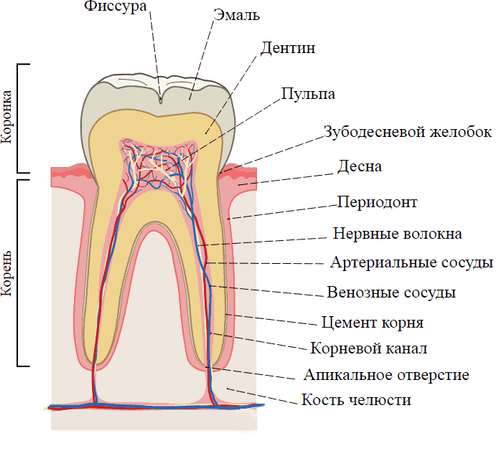 Кариес корней зуба: лечить или удалять