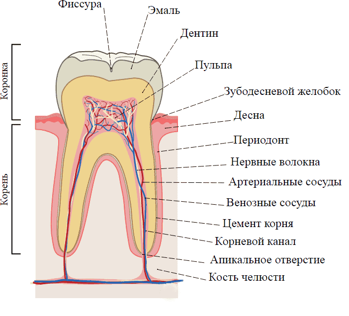 Кариес корня зуба — лечить или удалять?