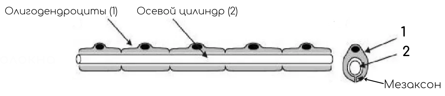 Миелиновые нервные волокна