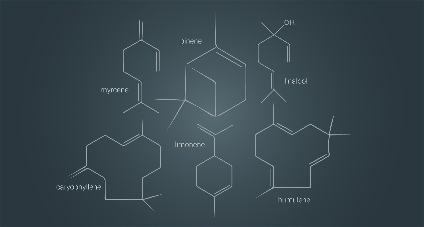 The Science Of Cannabis Terpenes | Culti.media