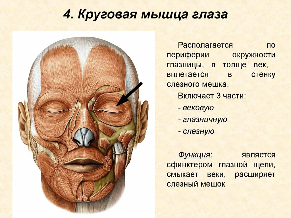 Лечение блефароспазма в Израиле | Ихилов