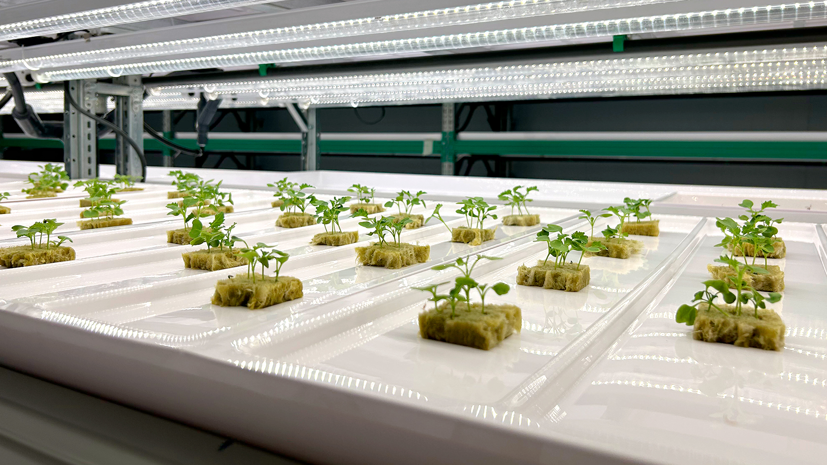 The UAE’s First Vertical Farm Built With IFarm Technologies Starts ...