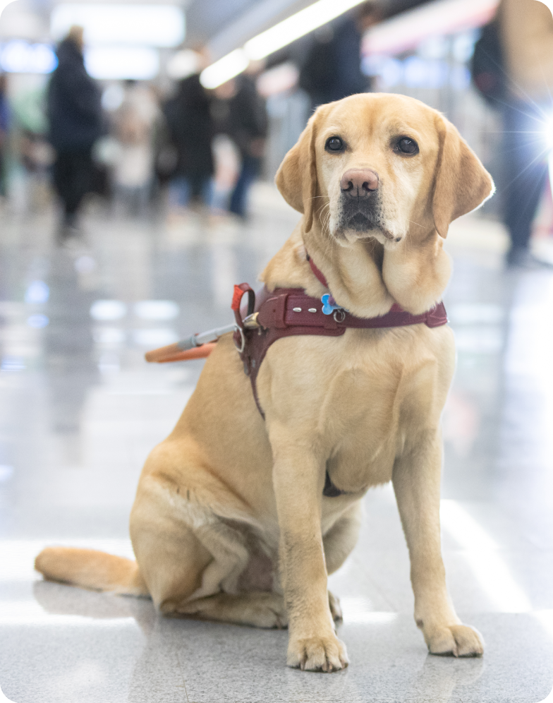 На платформе полу-боком, повернув голову на фотографа, сидит темно-палевый лабрадор Честер в бордовой с оранжевой ручкой шлейке собаки-поводыря. Он устремил внимательный взгляд темно-коричневых глаз чуть левее за спину снимающего. На заднем плане видны размытые силуэты людей, ожидающих поезд, и яркие белые блики фар прибывающего состава. Сам состав имеет черную плоскую с большим окном и ярко-красной окантовкой кабину.