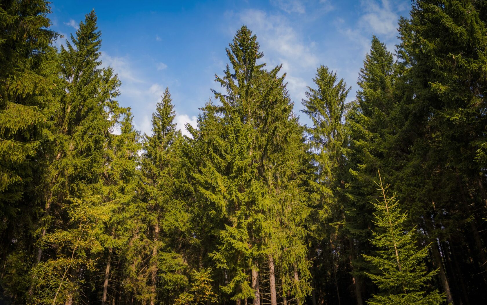 О компании | Лантана Камара