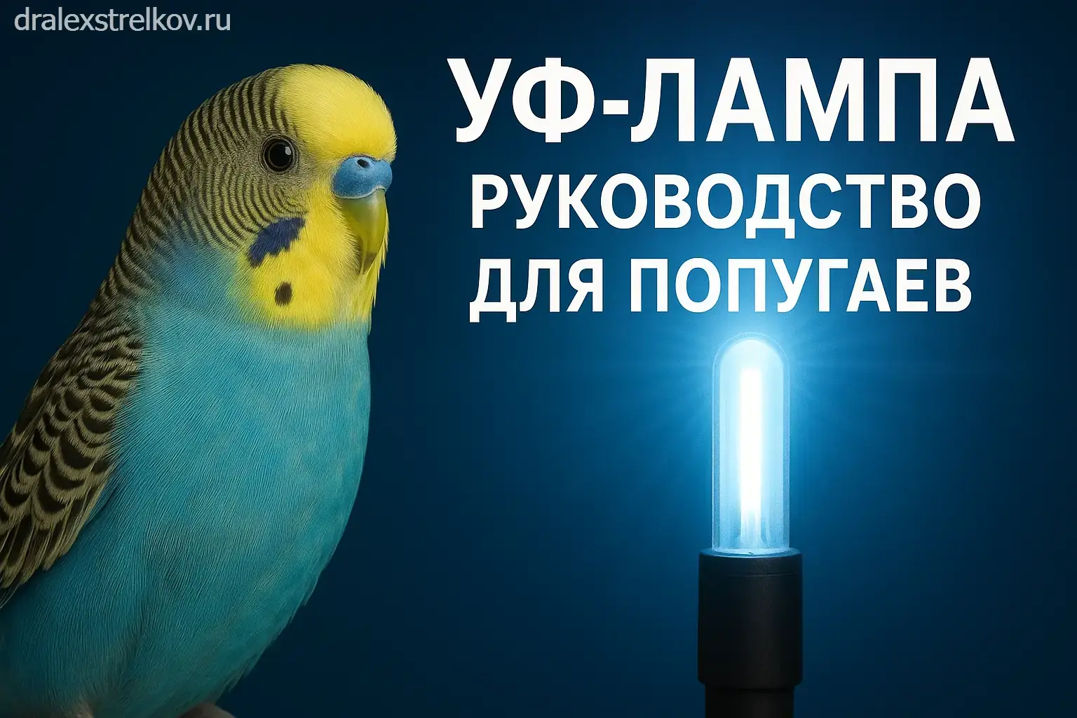 Правильное УФ-освещение для попугаев в домашних условиях
