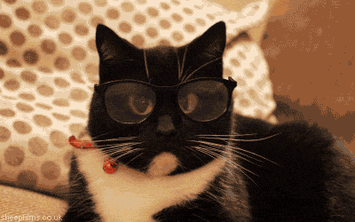 serious cat lookin at you