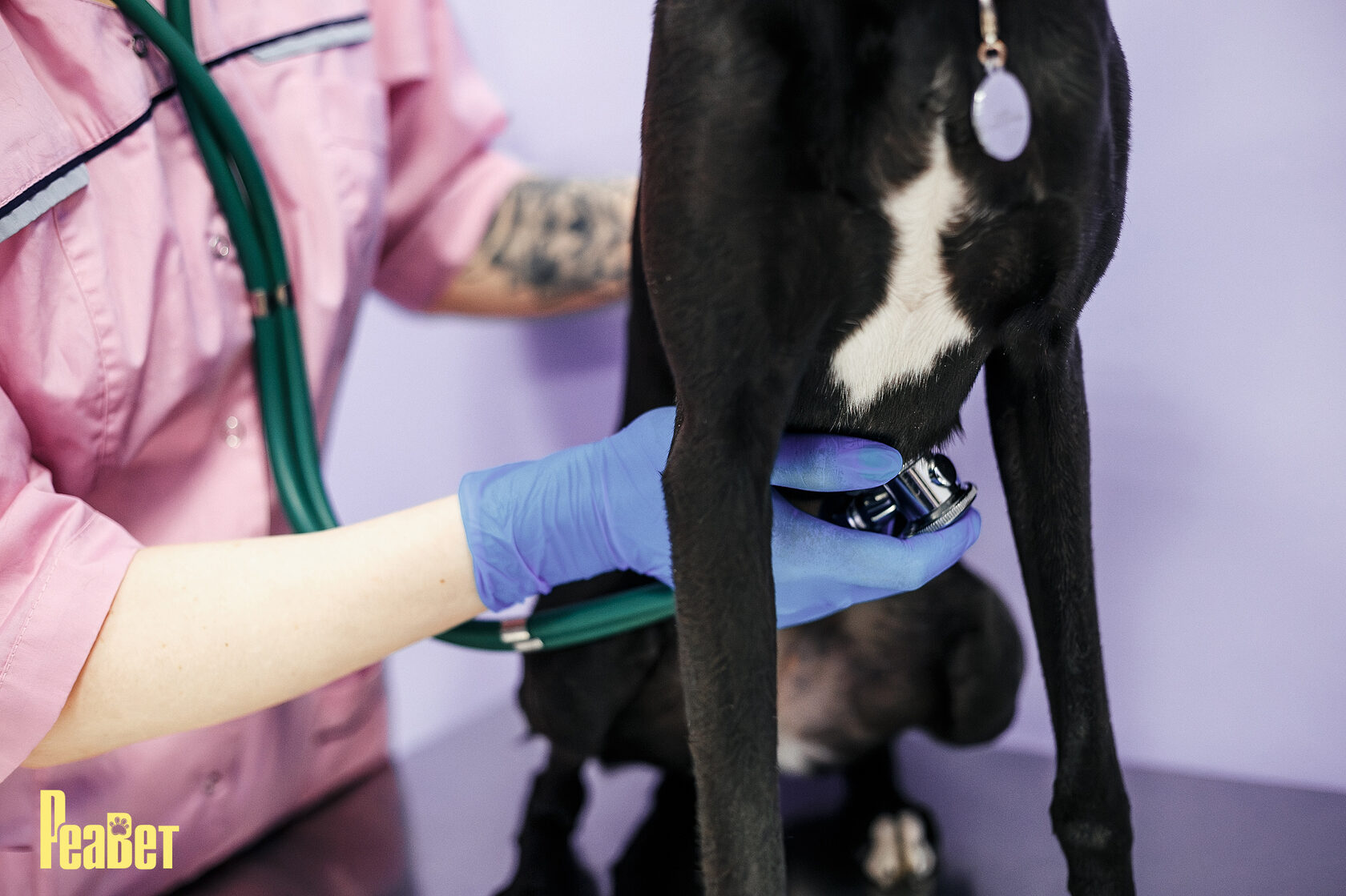 прием гастроэнтеролога для животных в воронеже