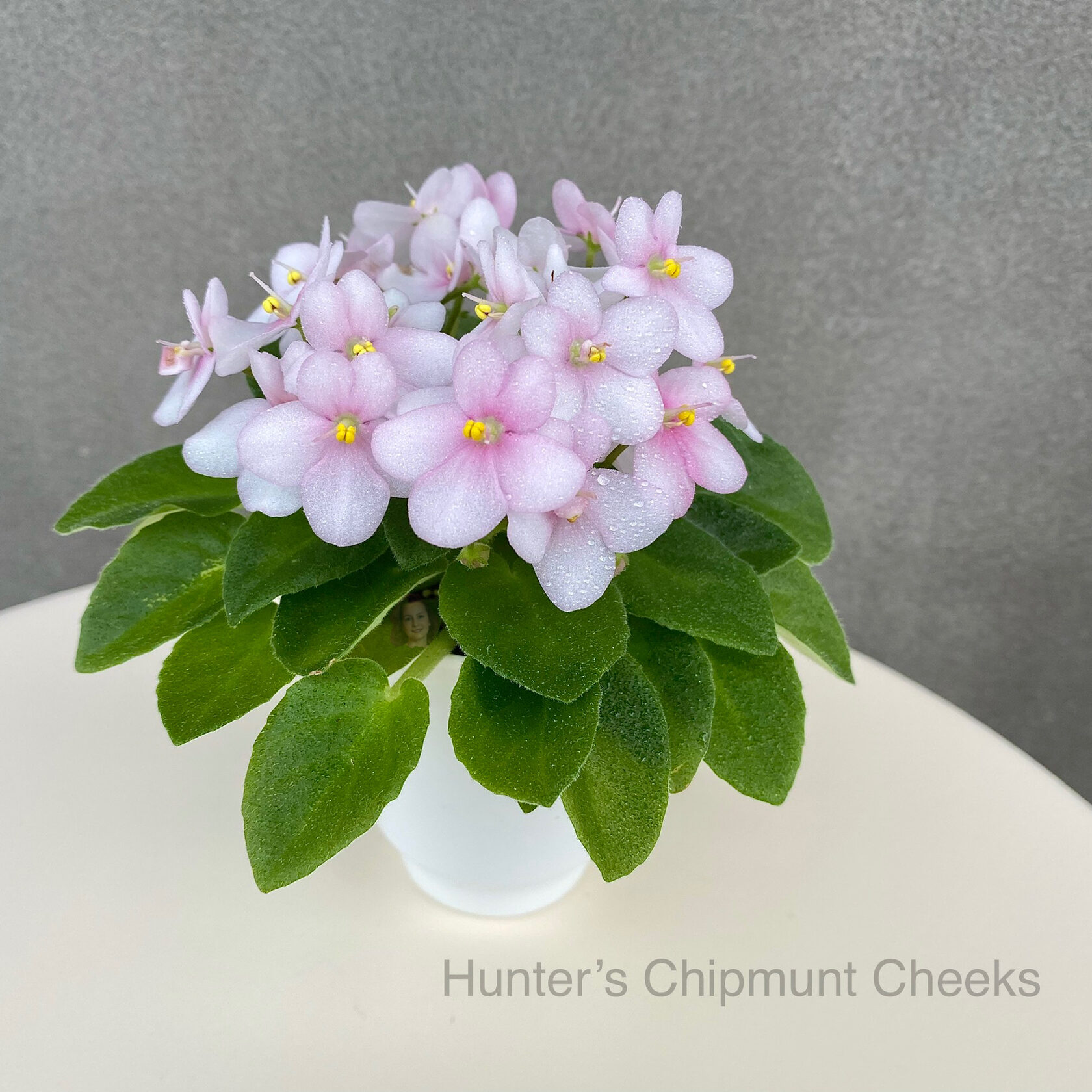 Фиалка hunter s pink camo фото