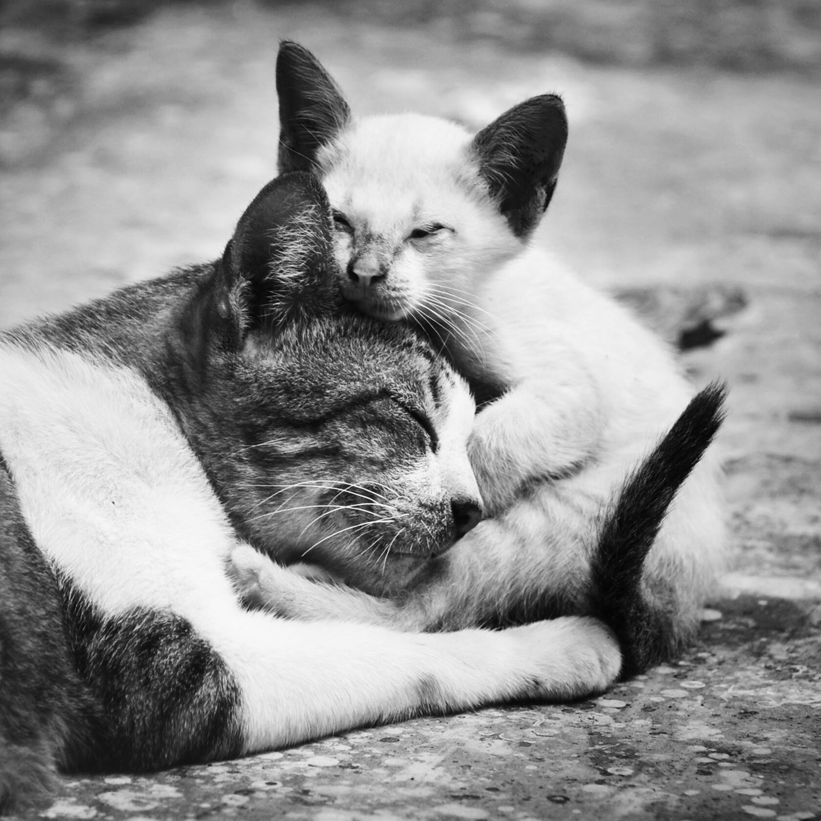 ветклиника, стерилизация, кастрация