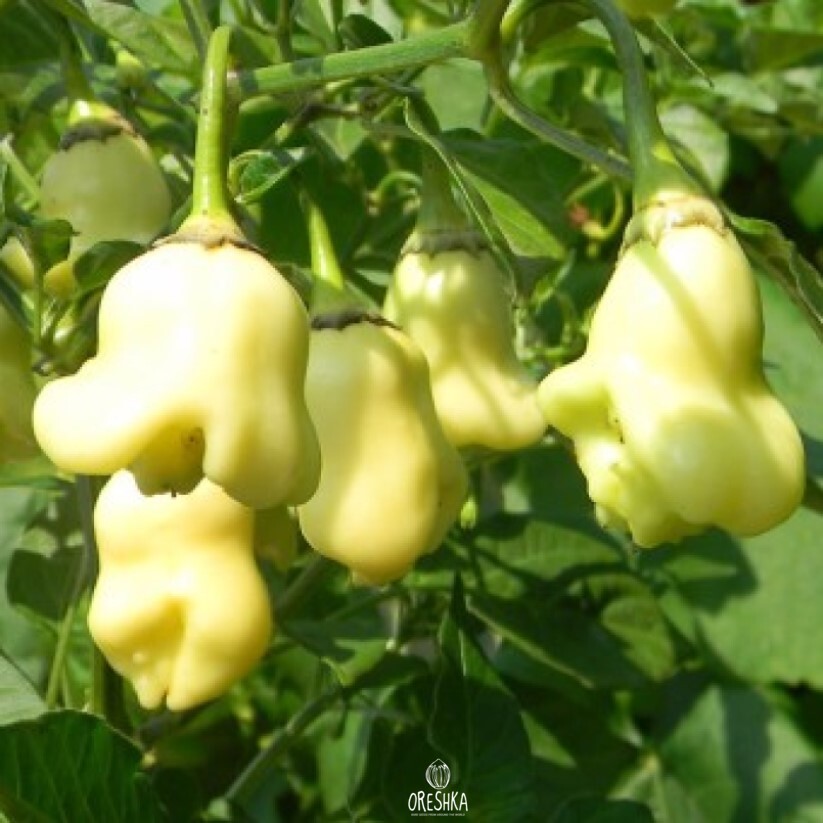 Seeds of Hot pepper Aji White fantasy (Capsicum) — 5 pcs
