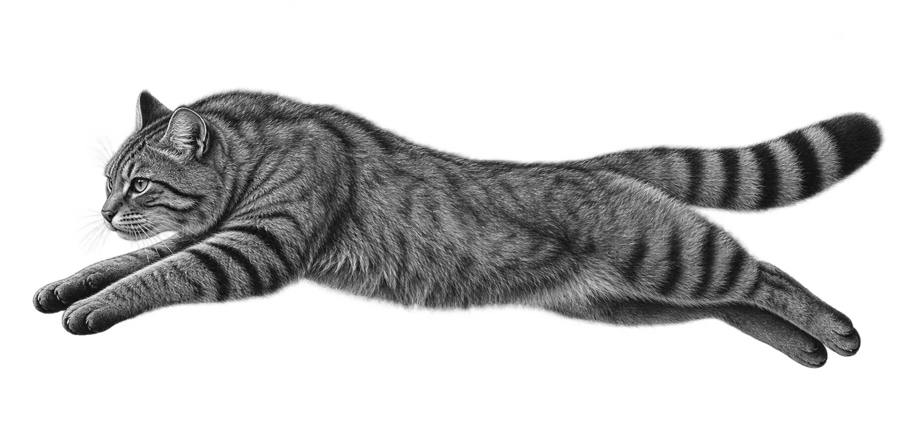 Лесной кот — Felis silvestris