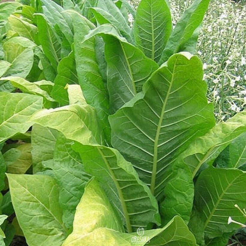 VA-509 Burley tobacco seeds