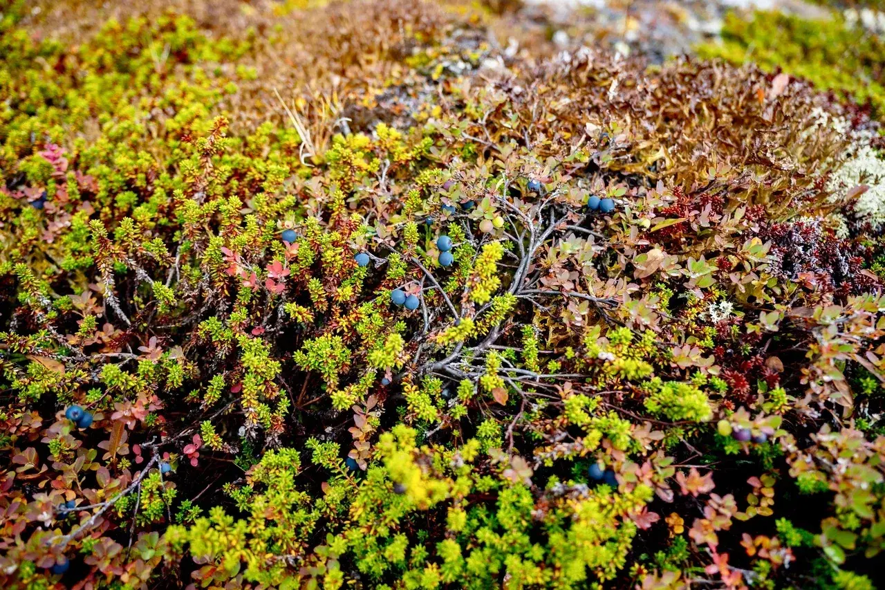 Wild Arctic blueberries and tundra plants growing across Greenland's colorful polar landscape